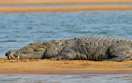 golden-triangle-and-chambal-safari-tour-small